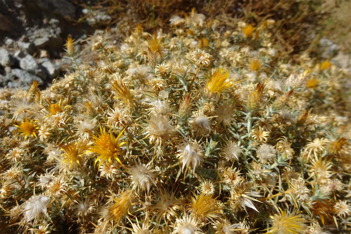 Изображение особи Chuquiraga atacamensis.