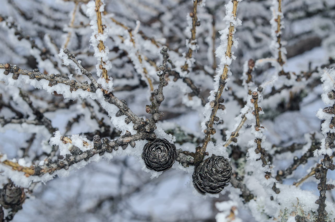 Изображение особи Larix sibirica.