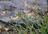 Bupleurum bicaule