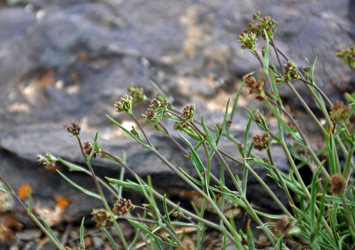 Изображение особи Bupleurum bicaule.