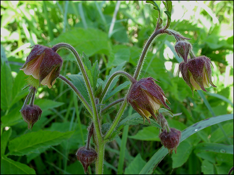 Изображение особи Geum rivale.