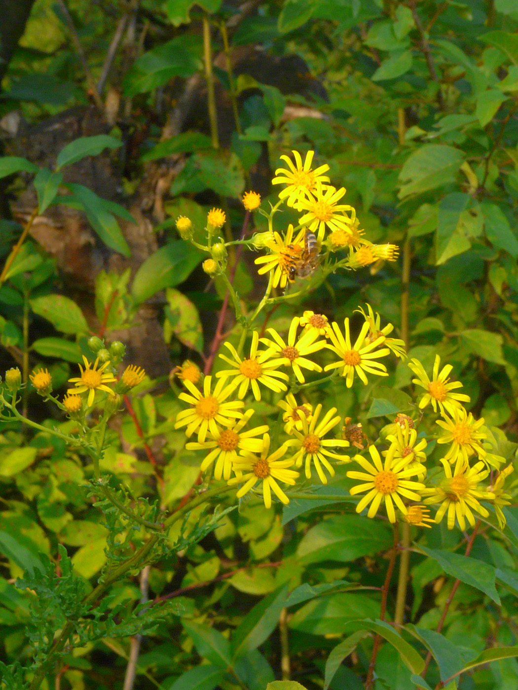 Изображение особи Senecio jacobaea.