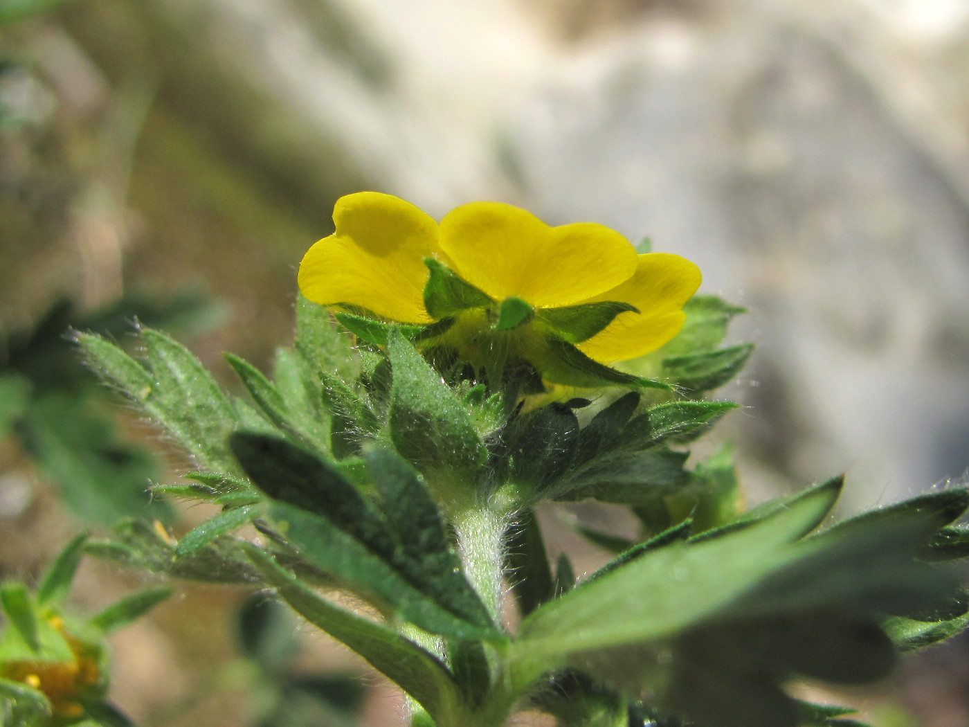 Изображение особи Potentilla caucasica.