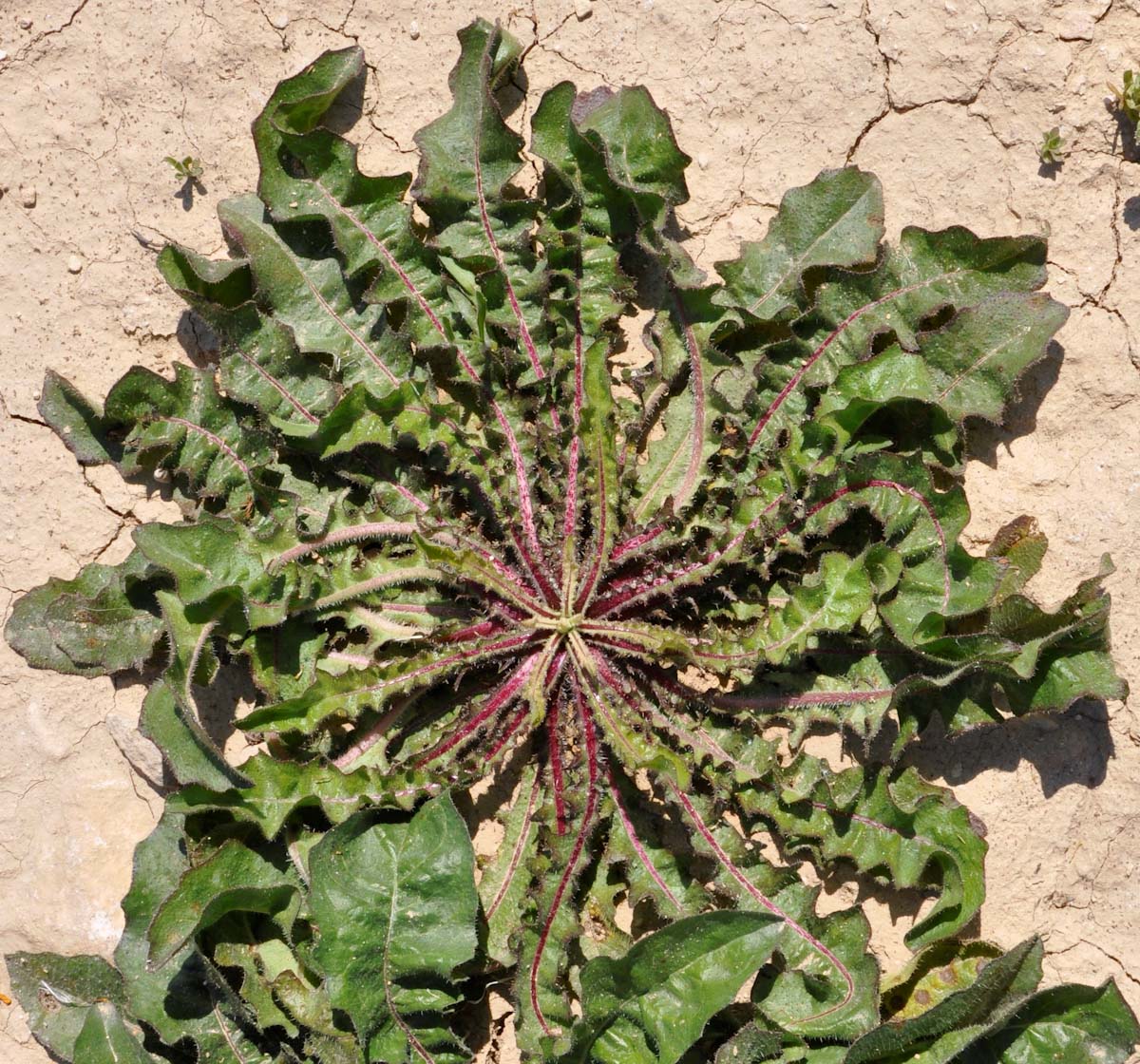 Image of genus Crepis specimen.