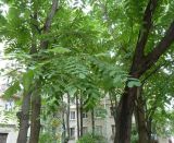 Смотреть изображение Juglans mandshurica