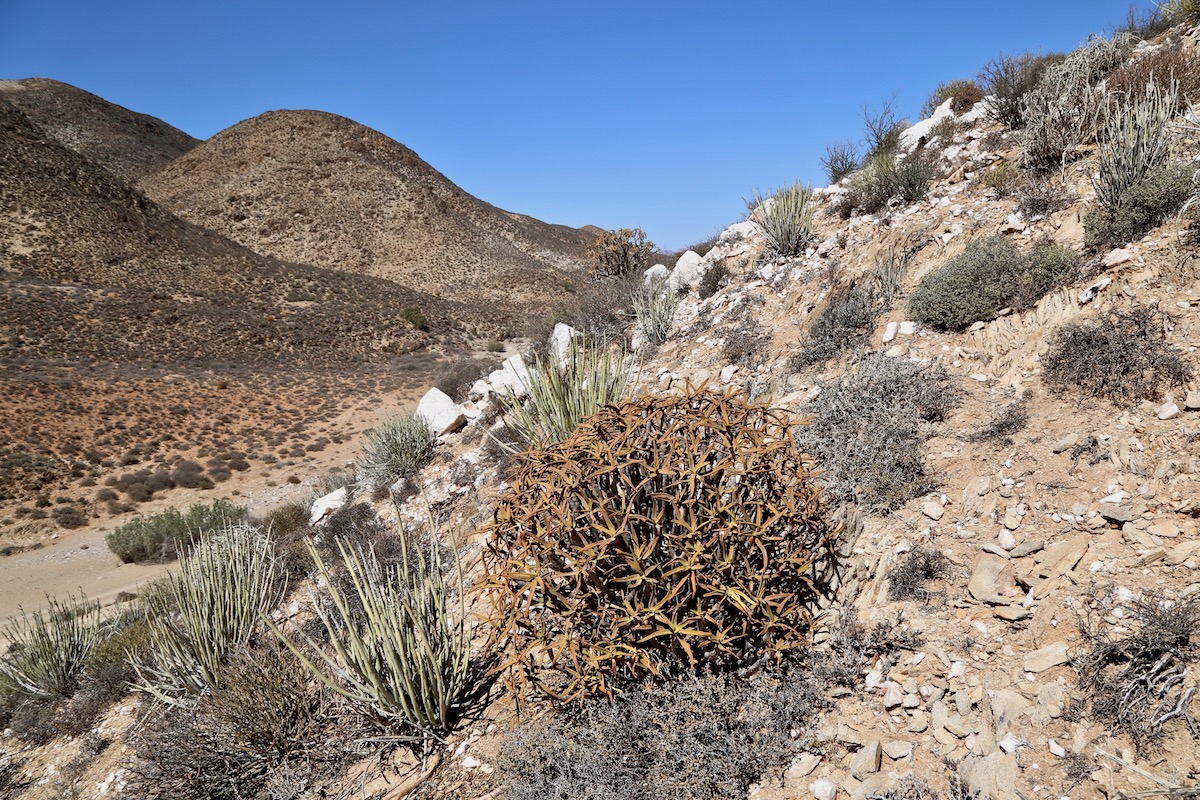 Image of Aloidendron ramosissimum specimen.