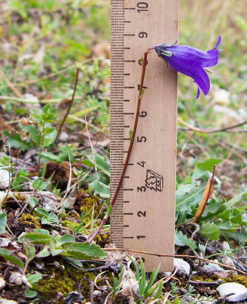 Image of Campanula albovii specimen.