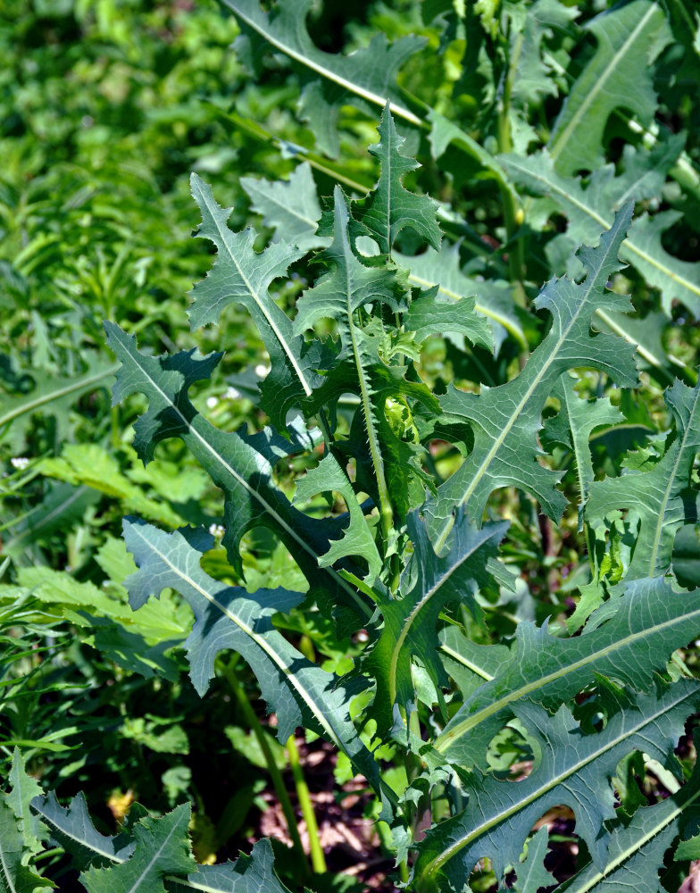 Изображение особи Lactuca serriola.