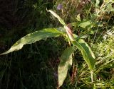 Persicaria amphibia