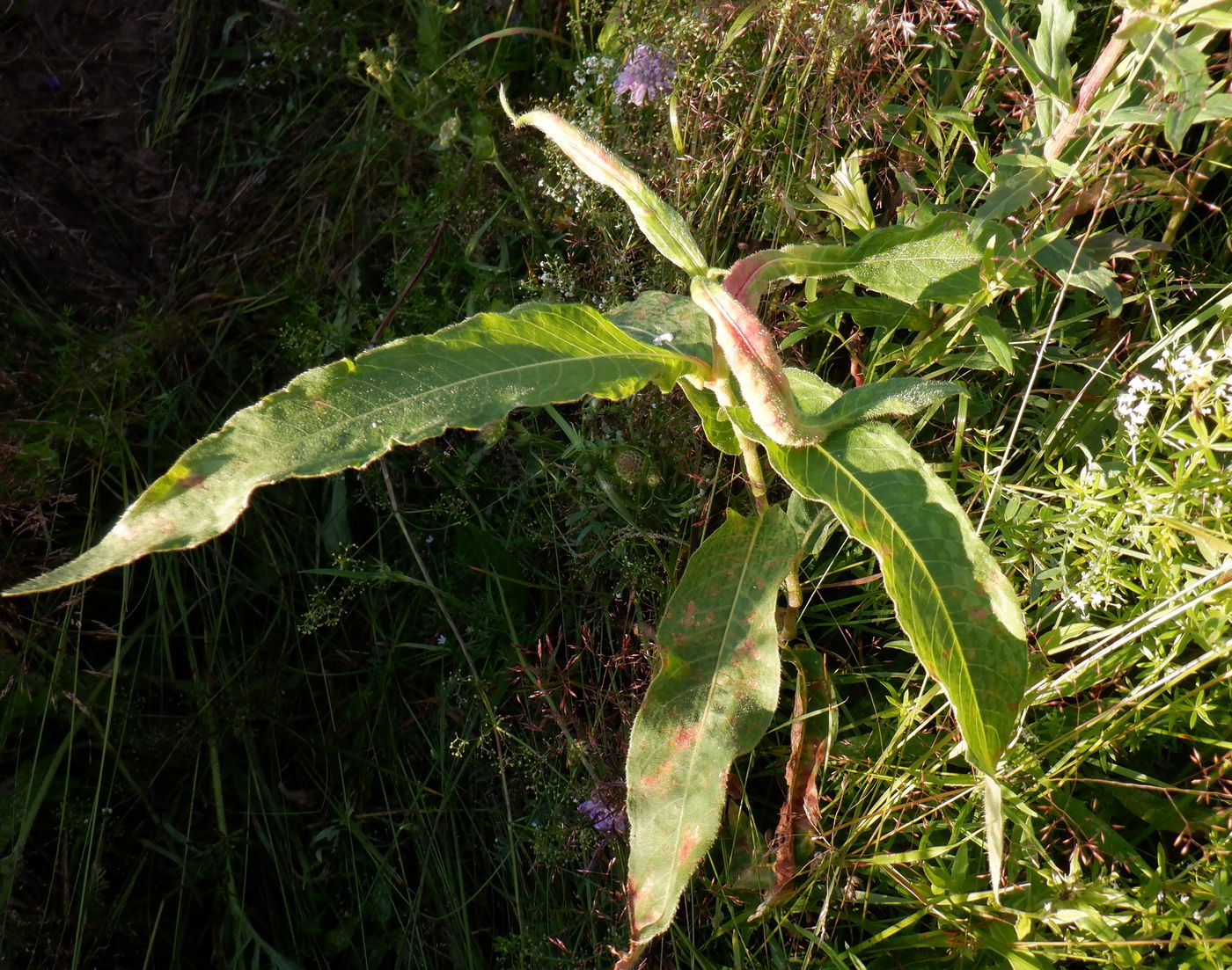 Image of Persicaria amphibia specimen.