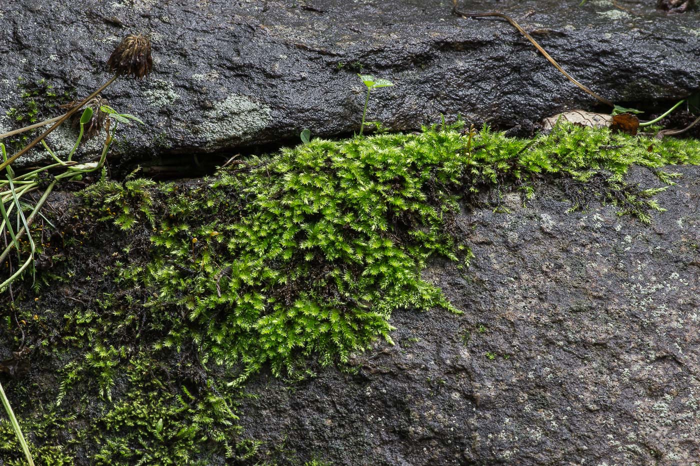 Image of familia Brachytheciaceae specimen.