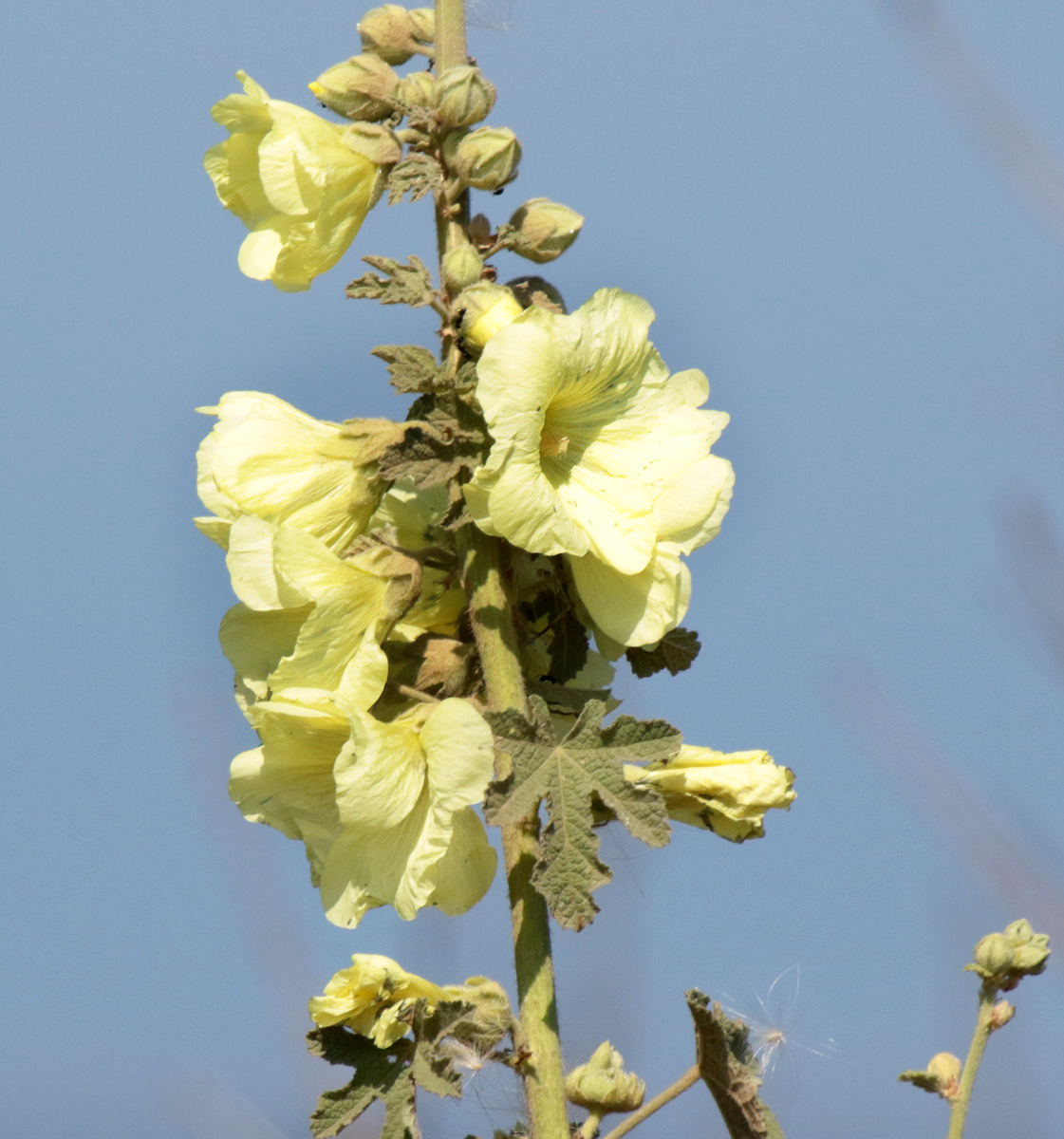 Image of Alcea rugosa specimen.