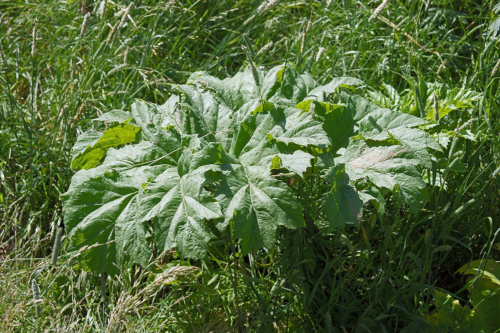 Image of Heracleum sosnowskyi specimen.