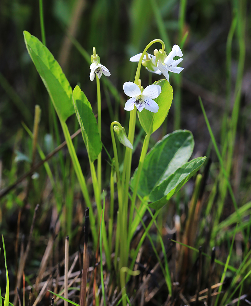 Image of Viola patrinii specimen.