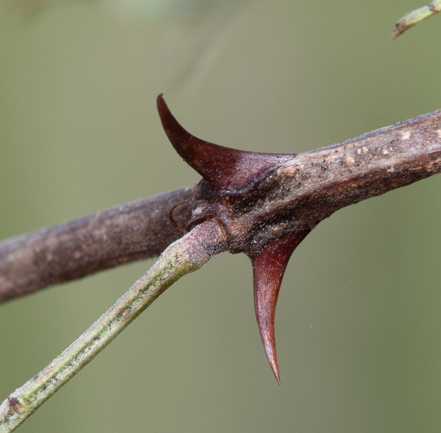 Image of Mimosa aculeaticarpa specimen.