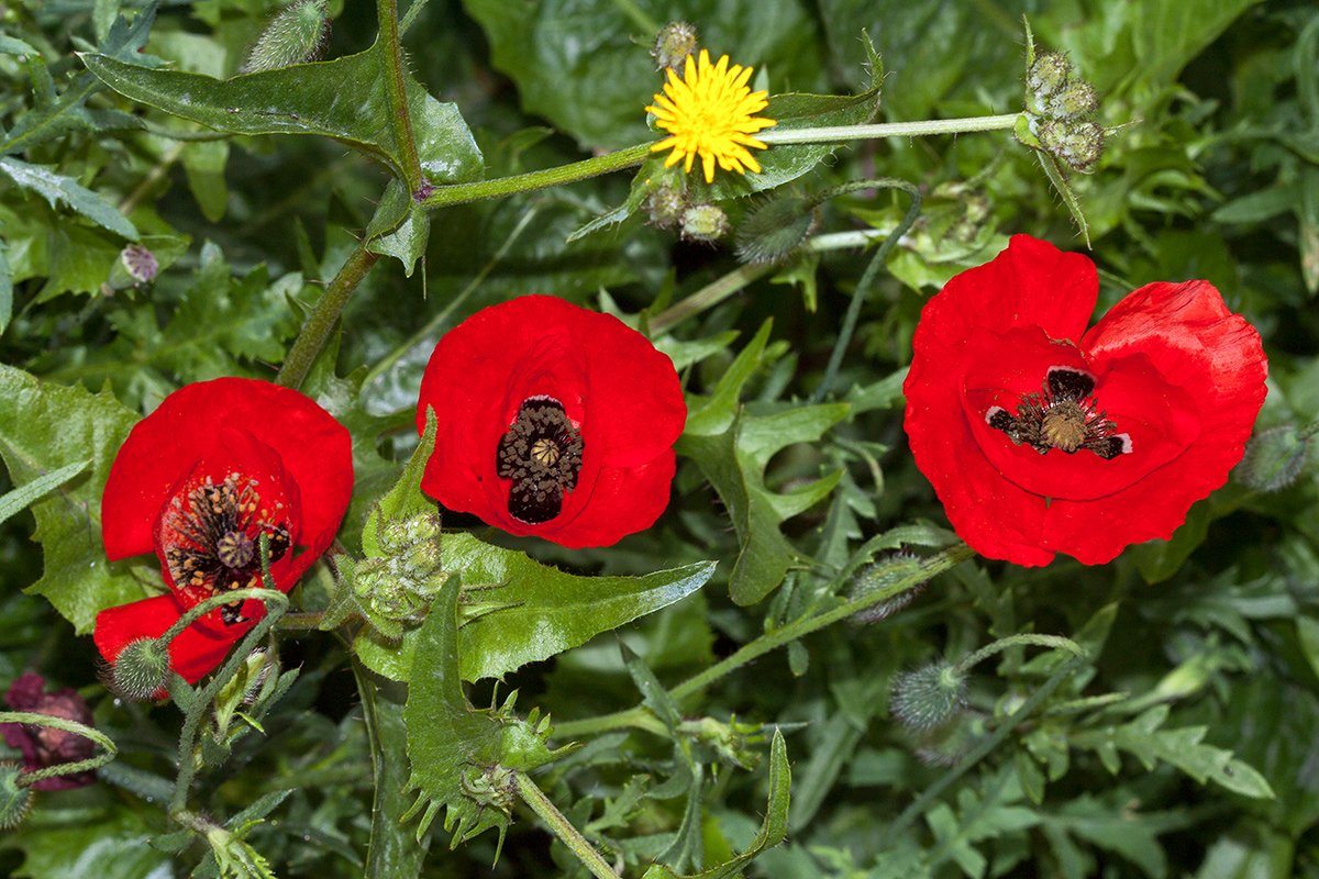 Image of Papaver umbonatum specimen.