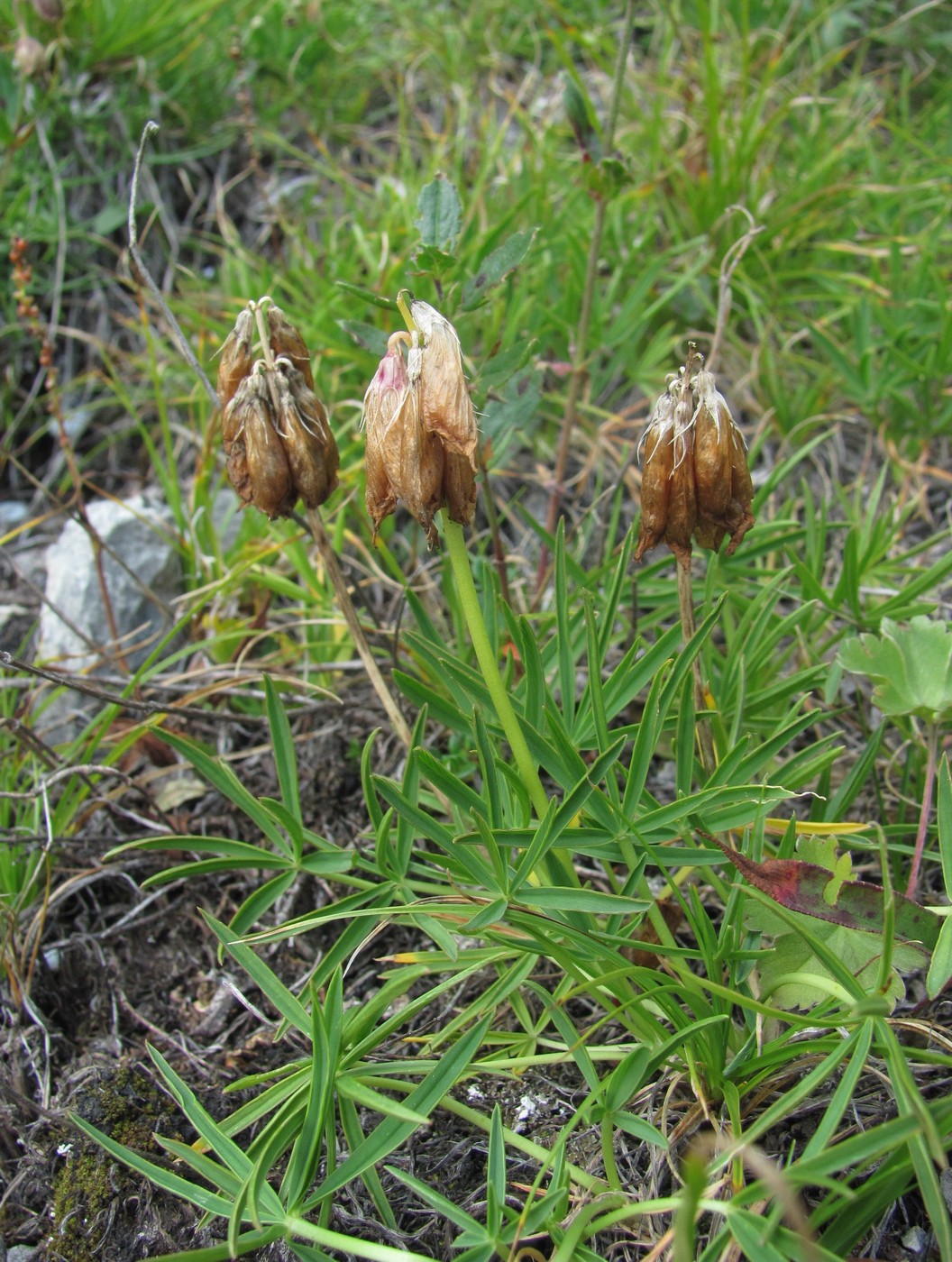 Изображение особи Trifolium polyphyllum.