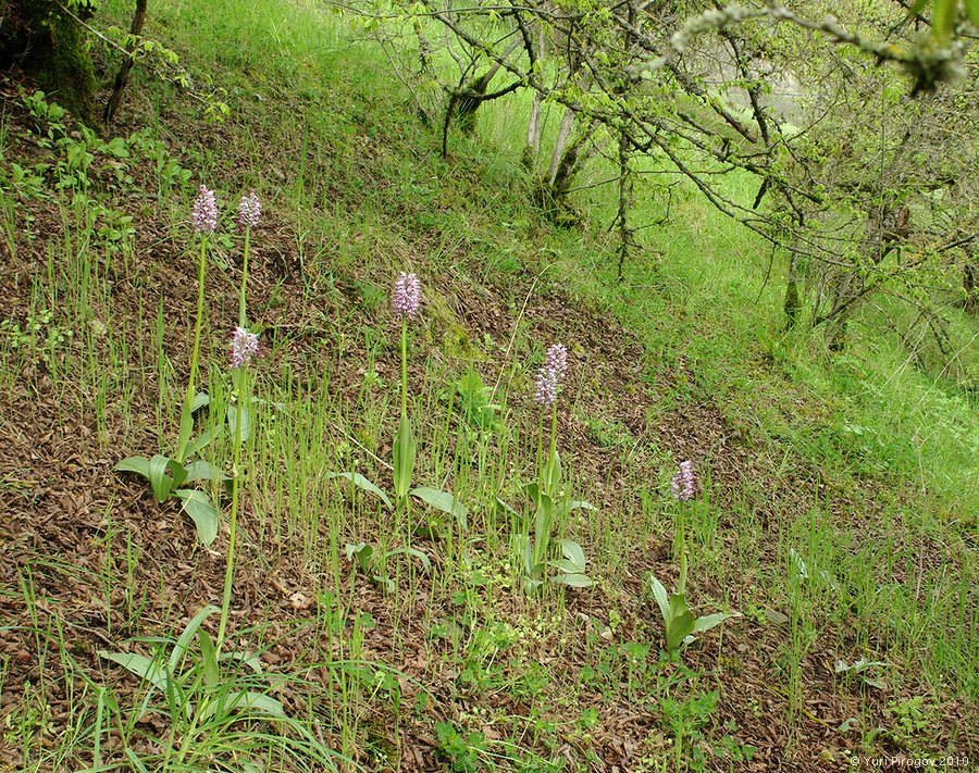 Image of Orchis simia specimen.