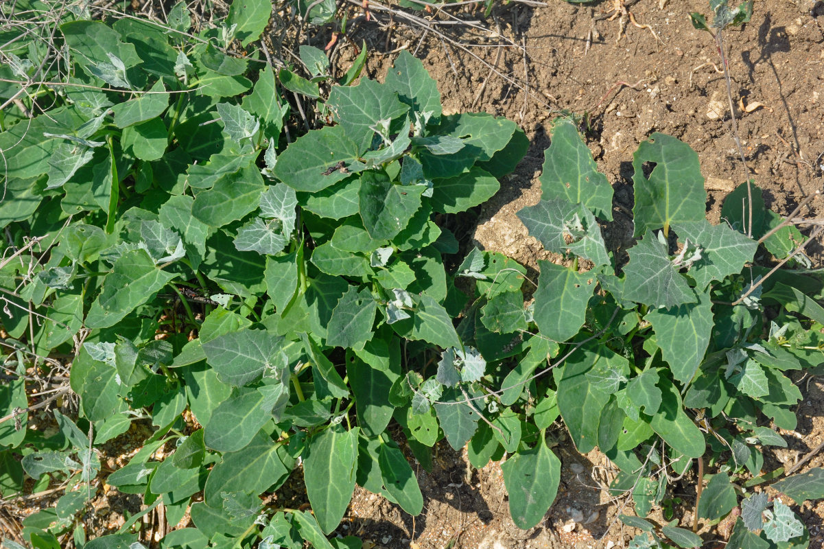 Изображение особи семейство Chenopodiaceae.