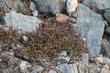 Saxifraga asiatica. Цветущее растение. Таймыр, дол. р. Мамонт, тундра, каменистый склон. 4 августа 2013 г.
