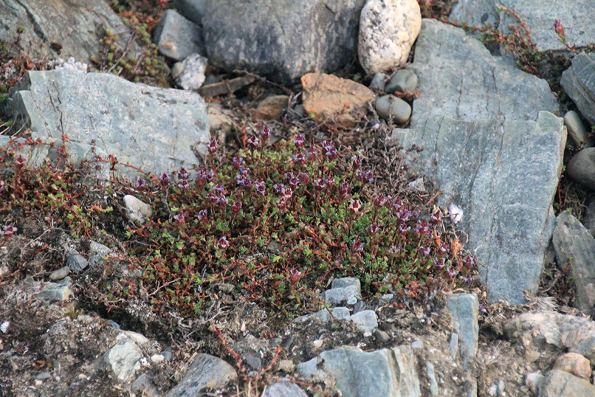 Изображение особи Saxifraga asiatica.