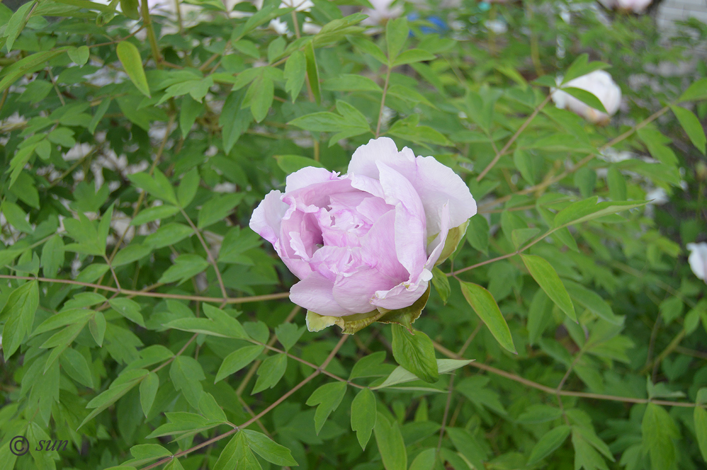 Image of Paeonia suffruticosa specimen.