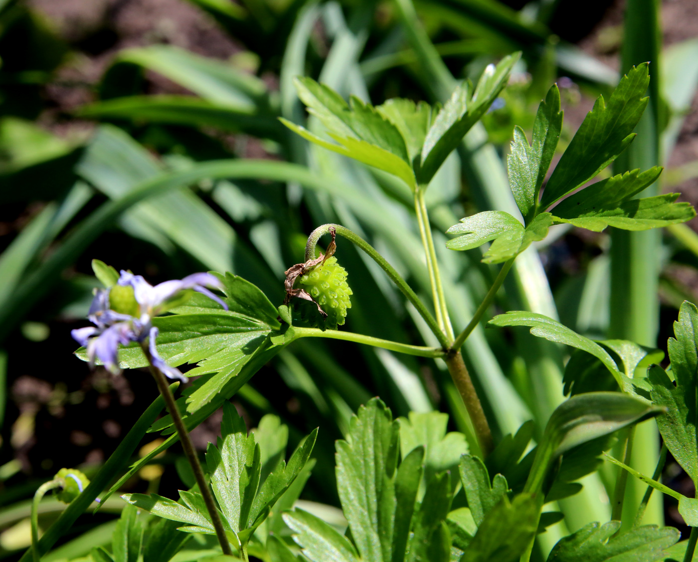 Image of Anemone caucasica specimen.