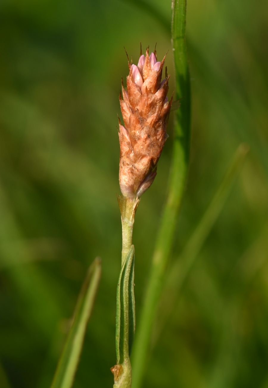 Изображение особи Bistorta carnea.