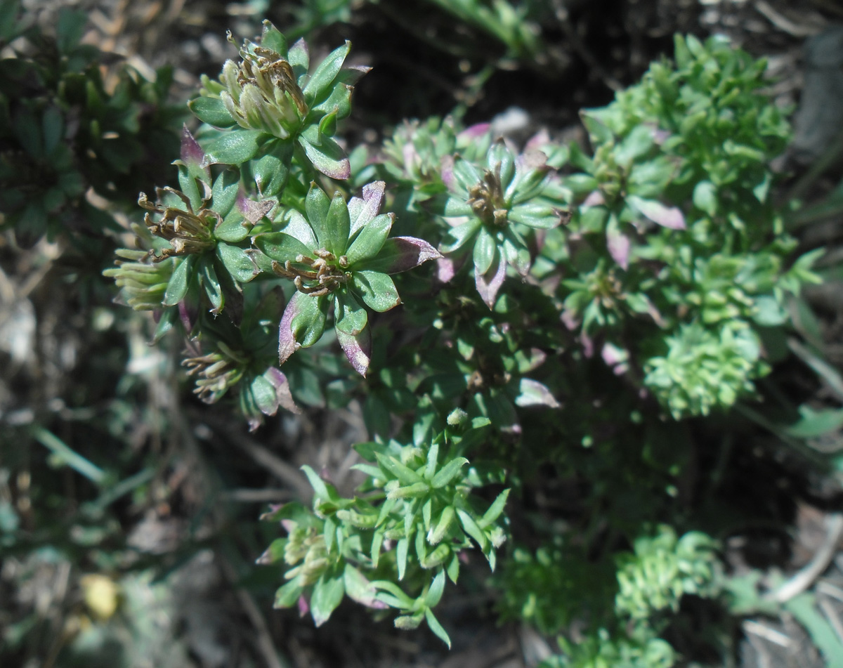 Изображение особи род Galium.