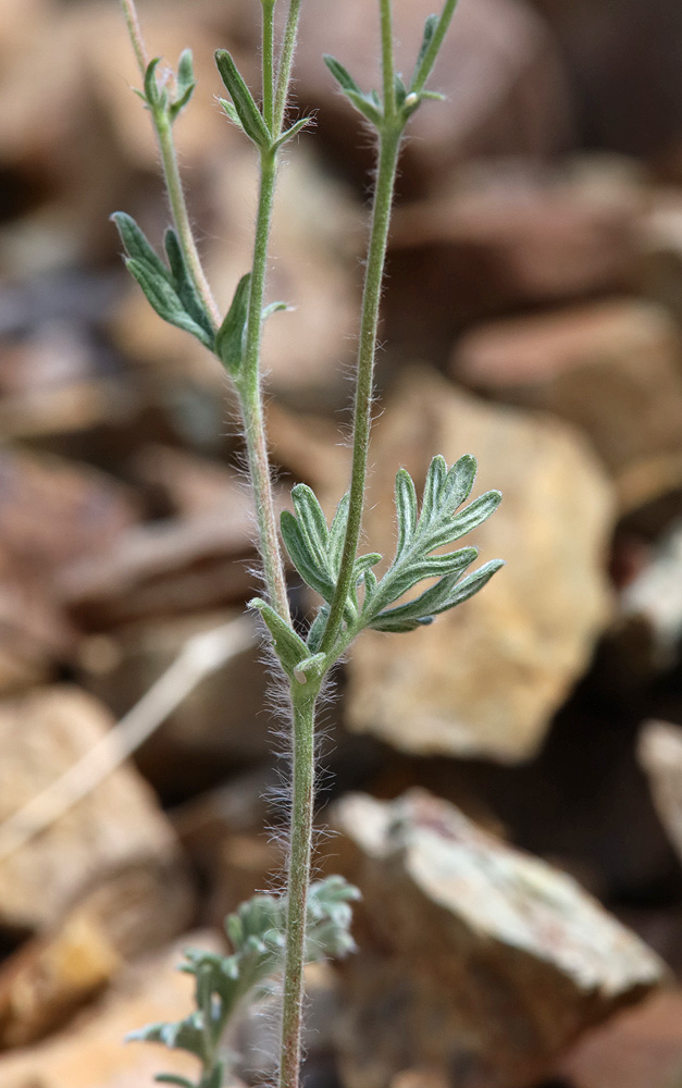 Image of Potentilla sericea specimen.