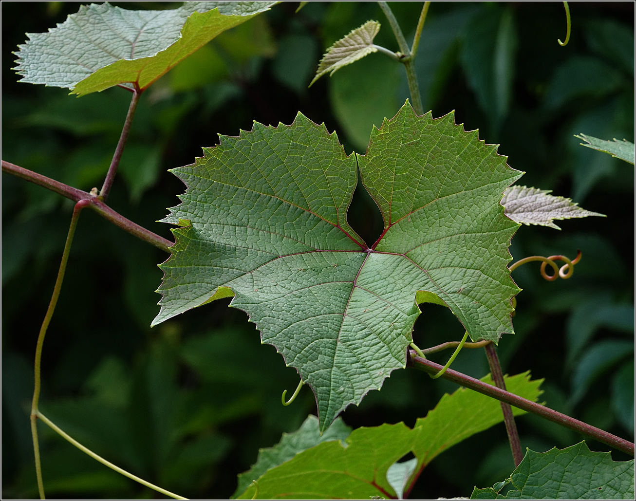 Изображение особи Vitis vinifera.