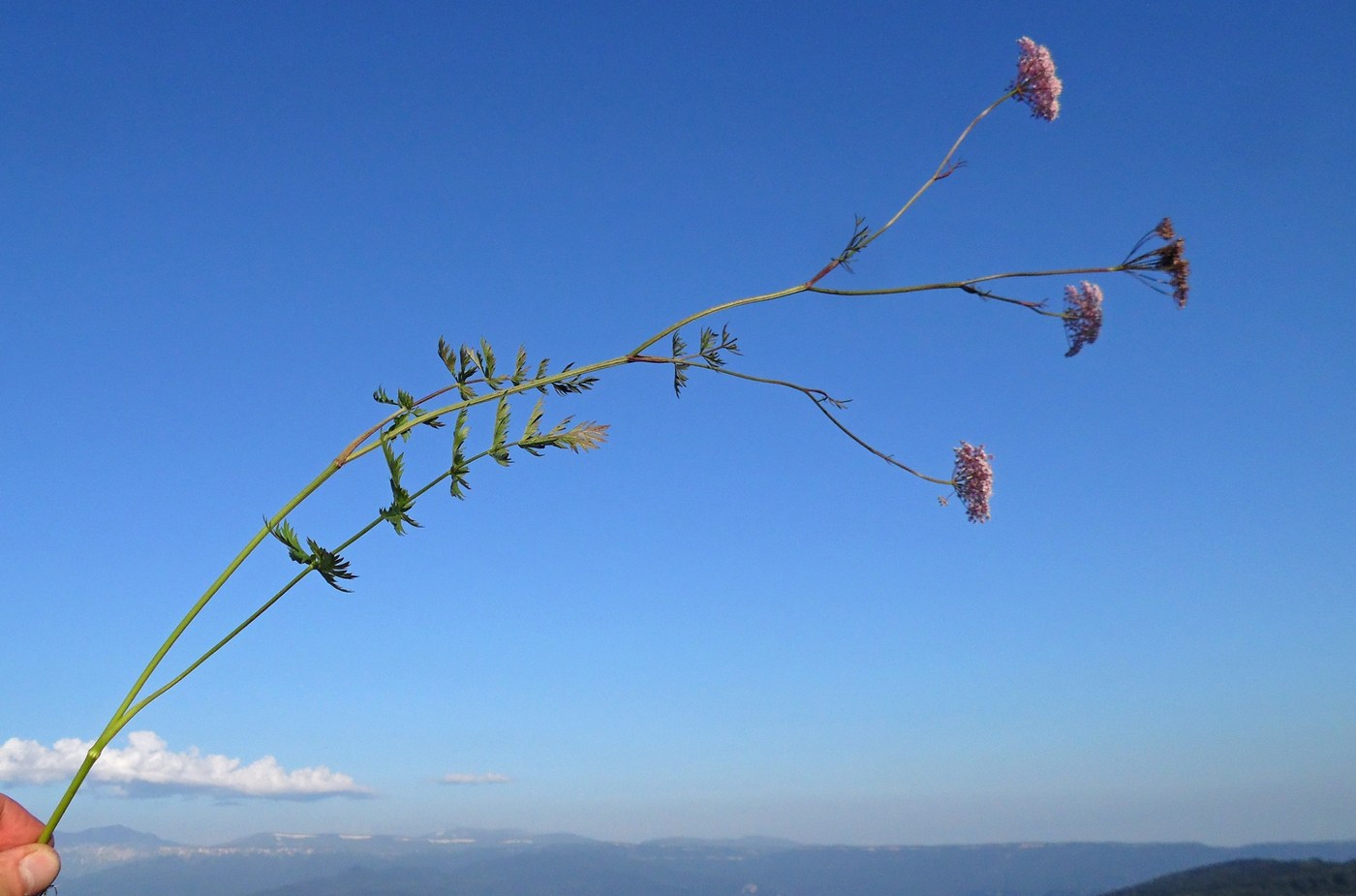 Image of Pimpinella rhodantha specimen.