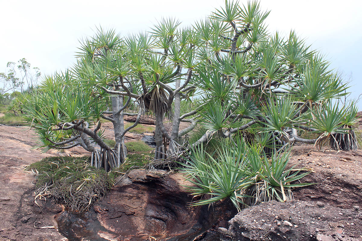 Изображение особи род Pandanus.