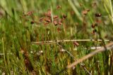 genus Polytrichum. Верхушки побегов со спорогонами. Калужская обл., Спас-Деменский р-н, Большое Игнатовское болото, северо-западный сектор, 300—500 м от края леса, среди молодых бёрез и сухих стволов сосен. 09.09.2022.