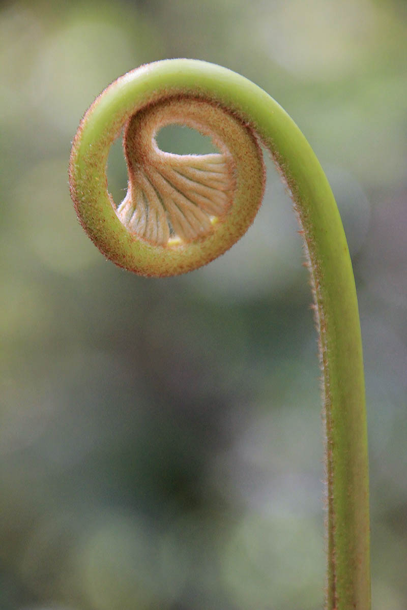 Image of Dipteris conjugata specimen.