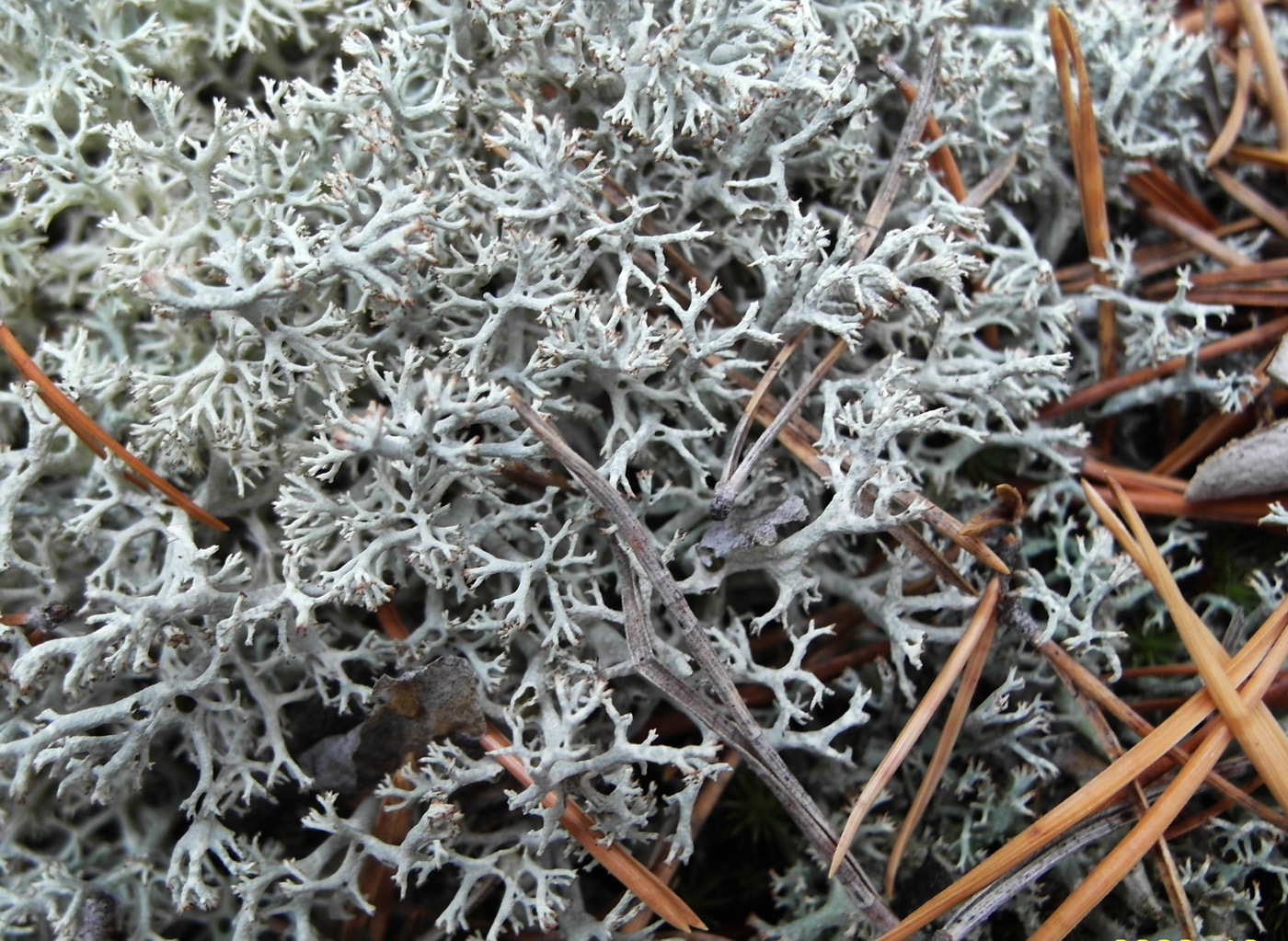 Изображение особи Cladonia arbuscula.