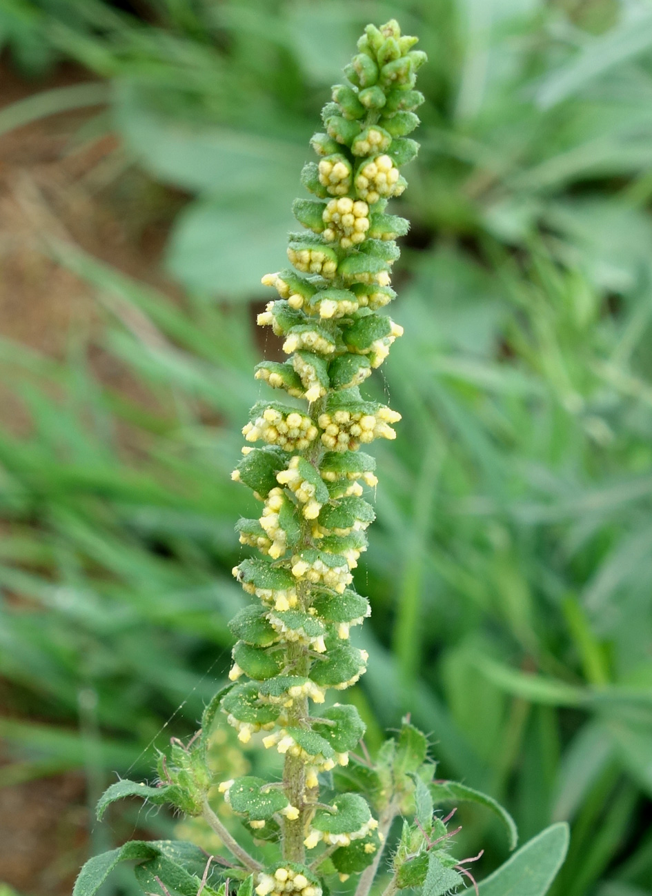 Image of Ambrosia artemisiifolia specimen.