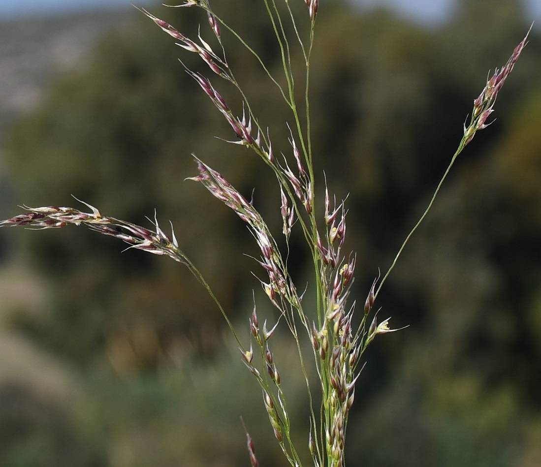 Image of familia Poaceae specimen.