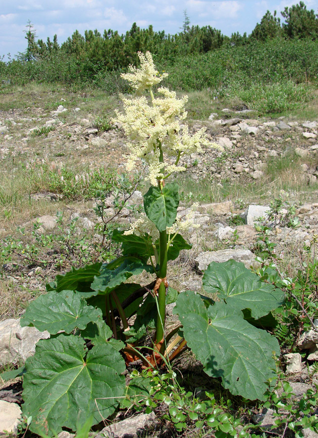 Image of Rheum compactum specimen.