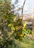 род Juglans. Ветвь с листьями, приобретающими осеннюю окраску. Израиль, лесопарк Шоам. 11.12.2022.