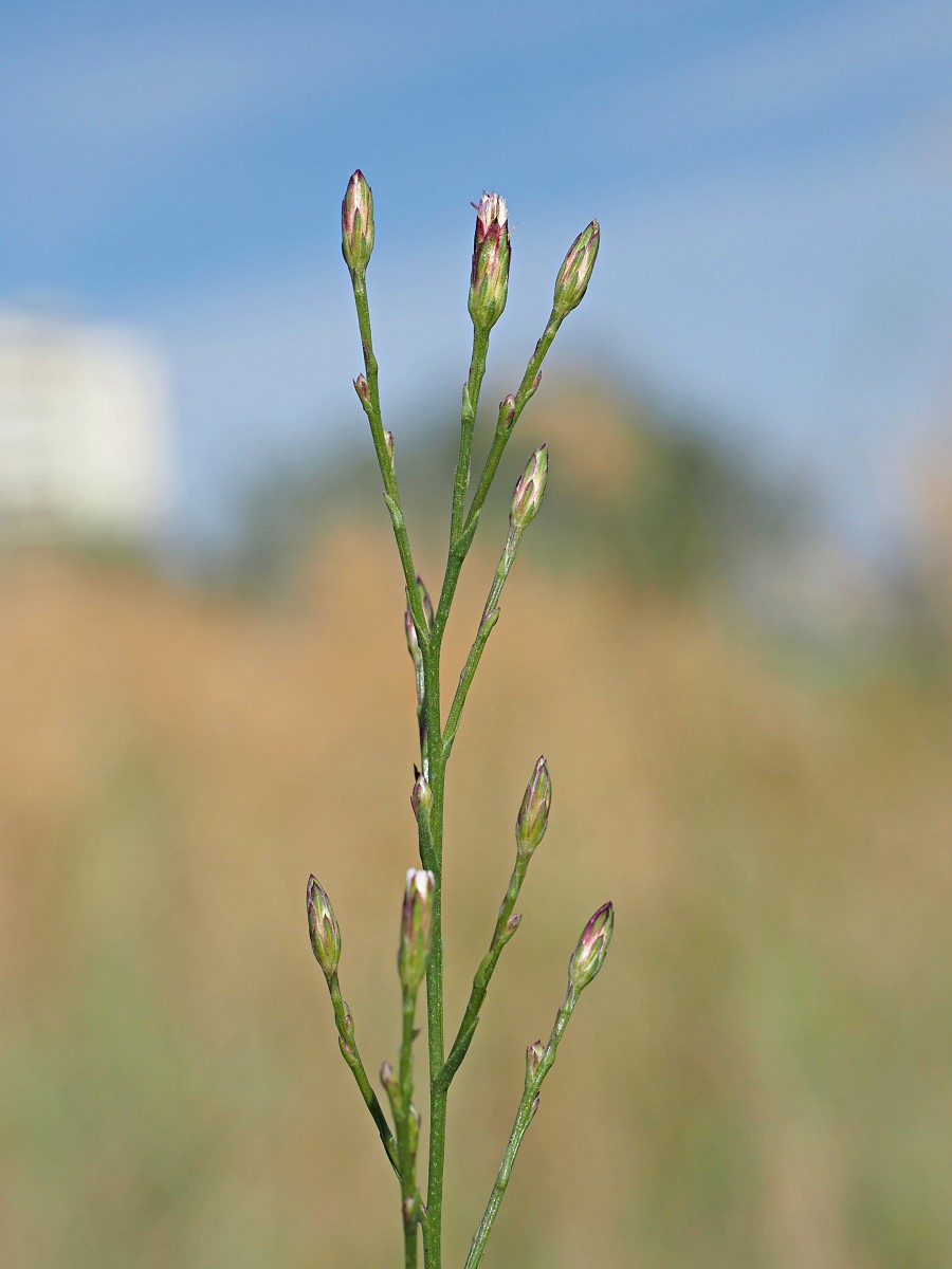 Image of genus Symphyotrichum specimen.