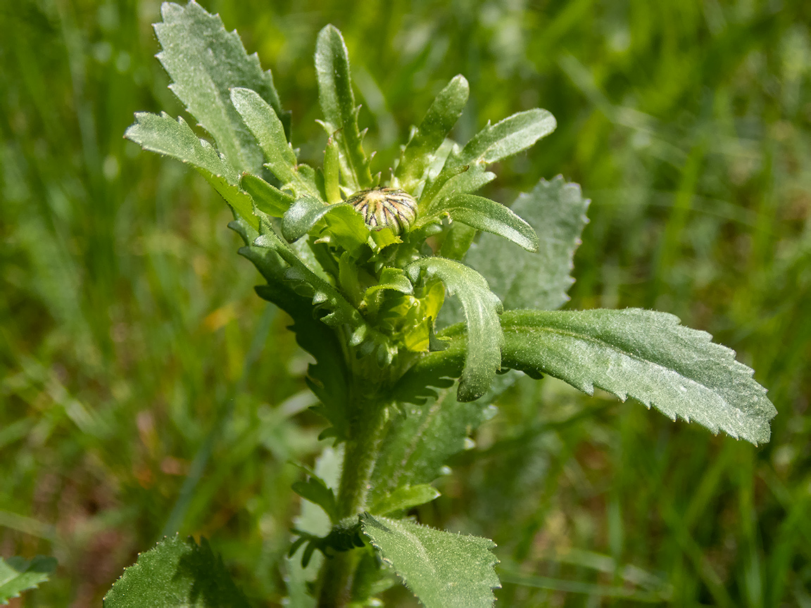 Image of Leucanthemum ircutianum specimen.