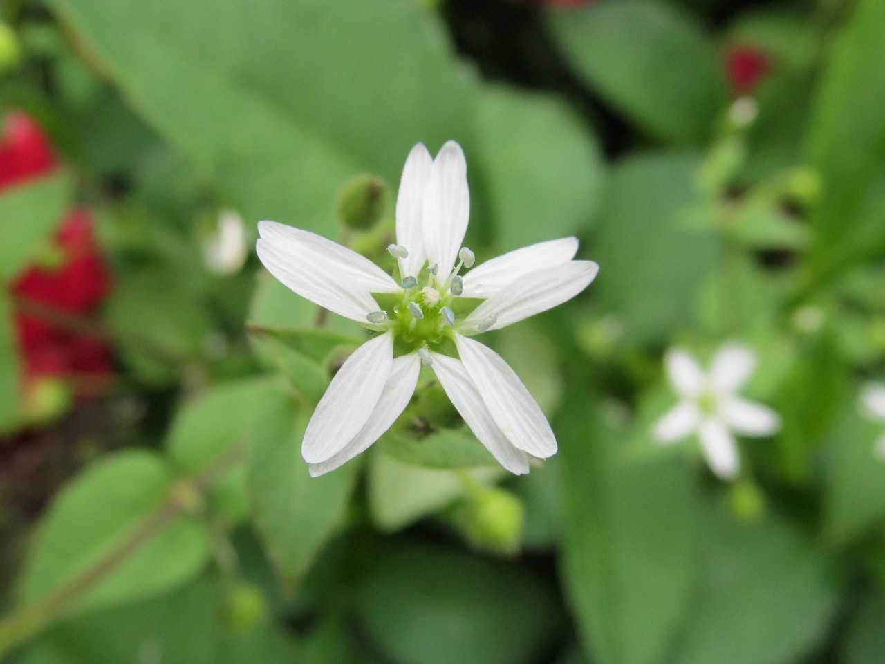 Image of Myosoton aquaticum specimen.