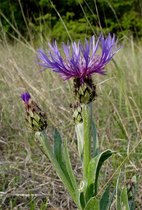 Image of Centaurea czerkessica specimen.