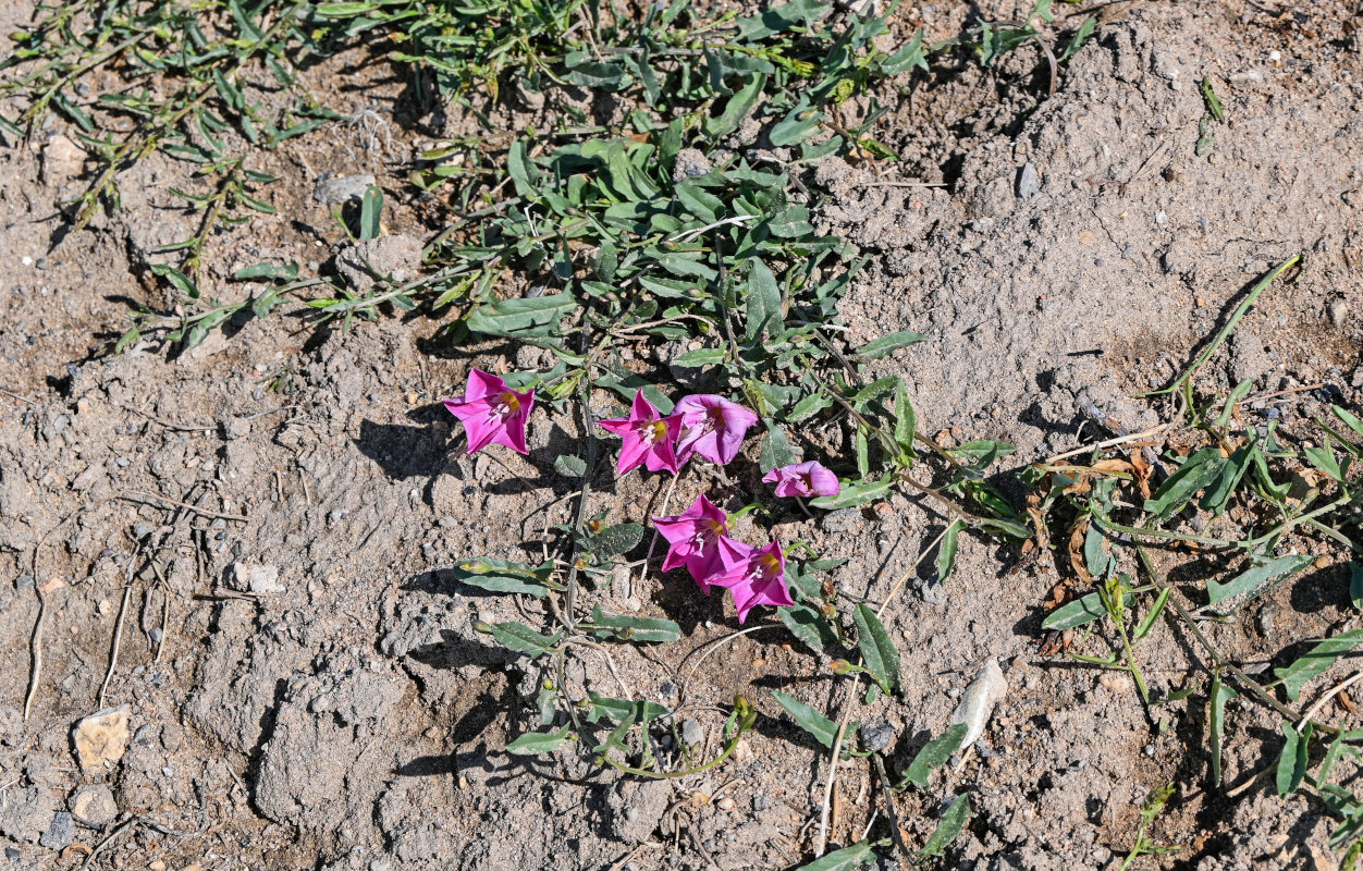 Image of Convolvulus chinensis specimen.