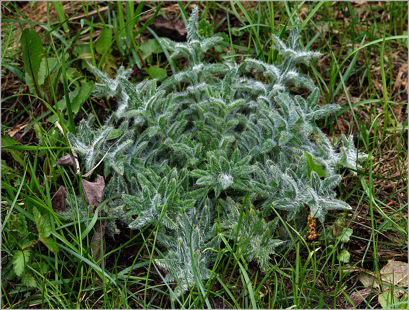 Изображение особи Cirsium vulgare.