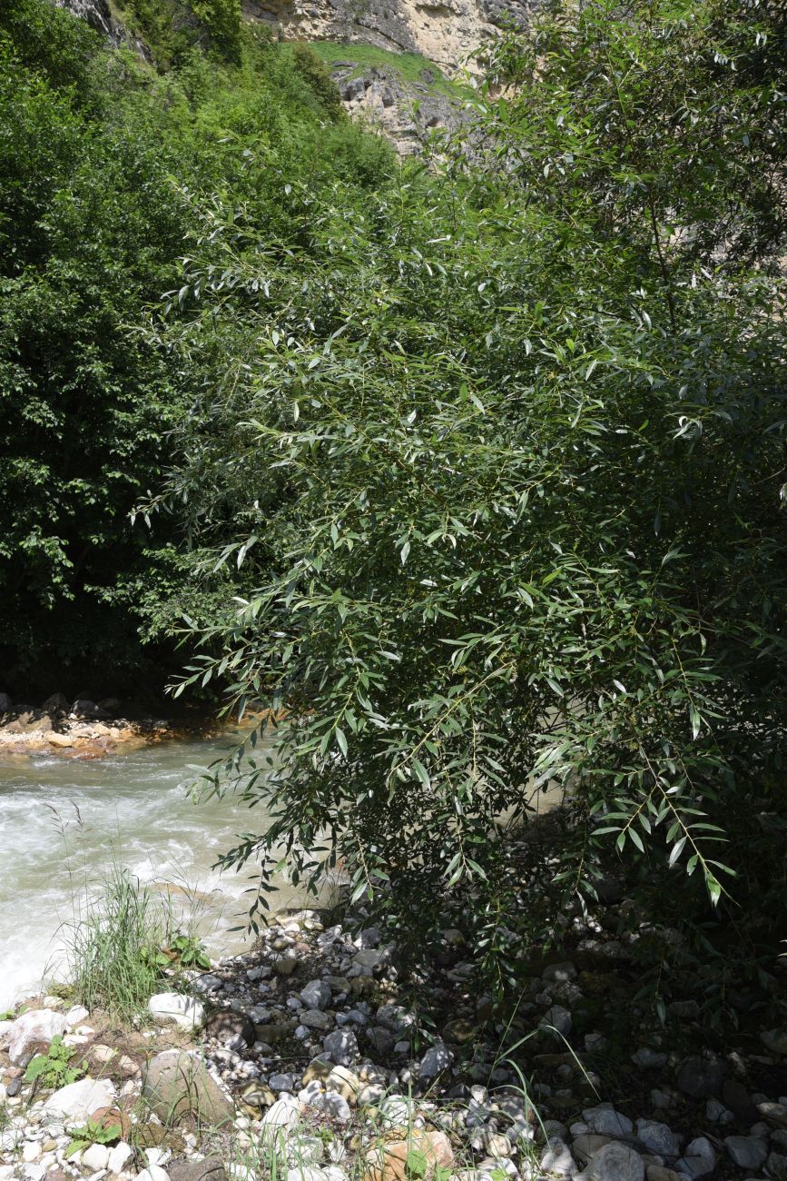 Image of genus Salix specimen.