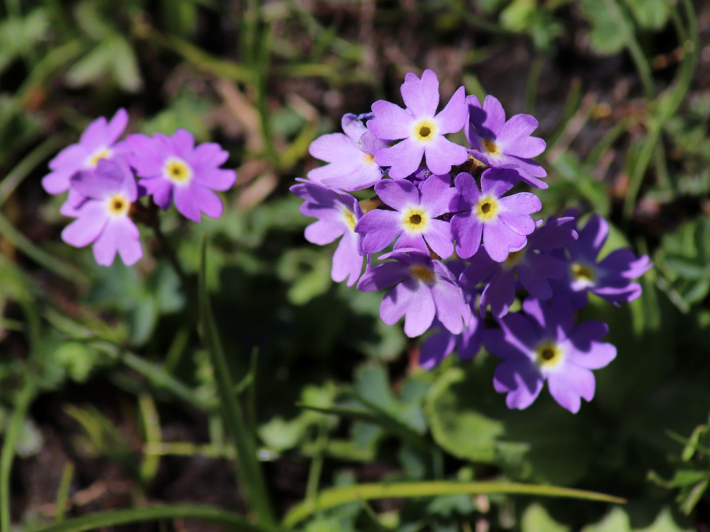 Изображение особи Primula algida.