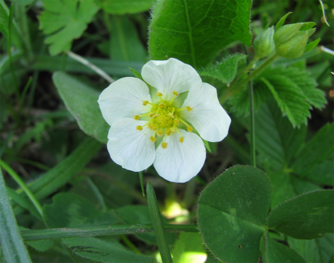 Image of Fragaria viridis specimen.