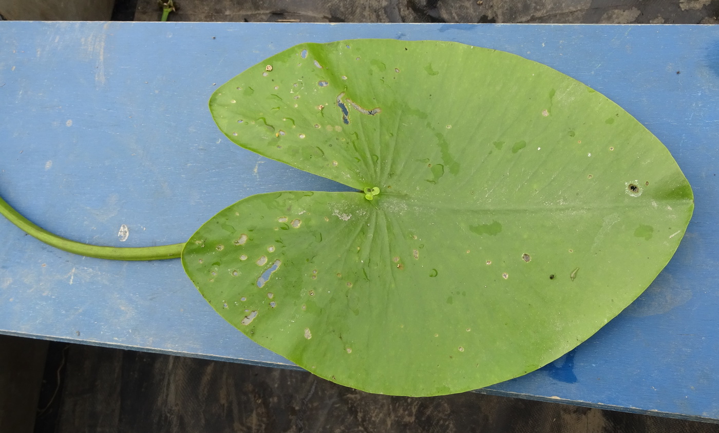 Image of Nuphar lutea specimen.